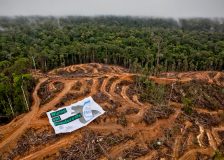 Greenpeace spots alleged illegal cargo of precious tropical timber in the port of Antwerp