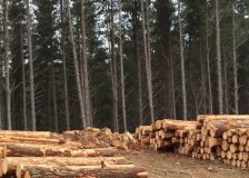 Czech Republic drastically reduces logging as the bark beetle calamity retreats