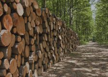 Q3/2021 trends in the global forest industry