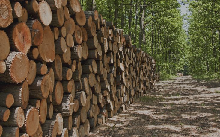 Global demand for timber could grow fourfold by 2050