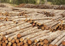 New Zealand’s log export prices fall sharply as Chinese demand crashes