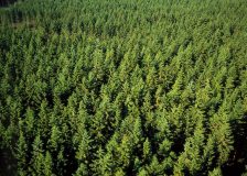 Swedish and Finnish giant forest companies at risk due to climate change