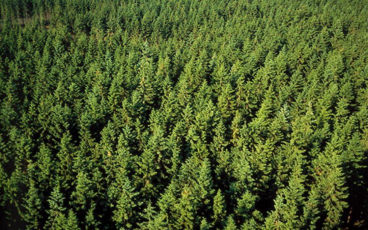 Swedish and Finnish giant forest companies at risk due to climate change