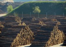 China’s new forest law to fight illegal logging