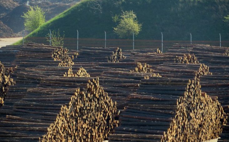 China’s new forest law to fight illegal logging