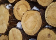 Latvia’s forestry products exports on the rise this year