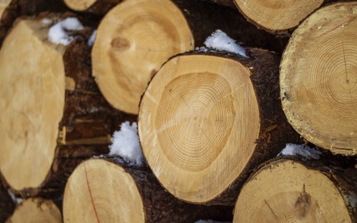 Latvia’s forestry products exports on the rise this year