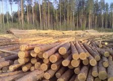 Sweden: Rising roundwood prices in Q3/2021