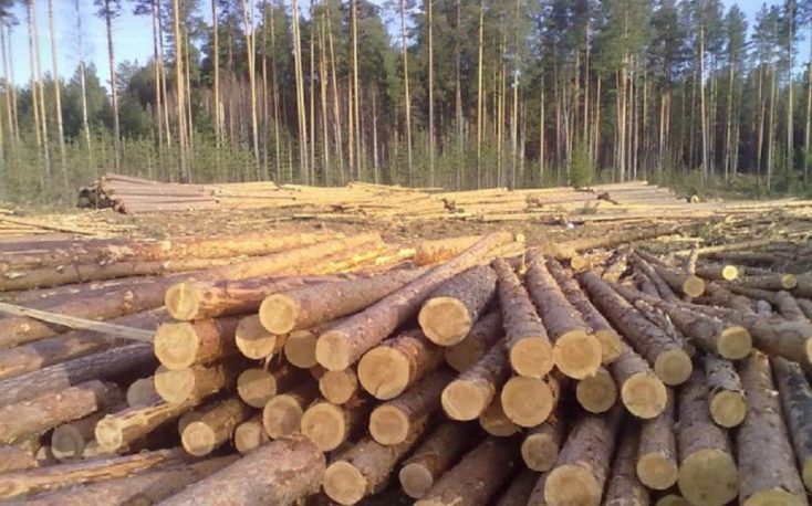 Prices of logs in Poland have doubled in recent months