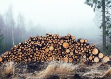 Ukraine wood export ban found illegal in EU