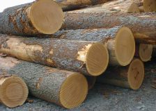 France’s oak industry faces biggest supply crisis in history