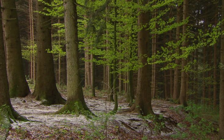 Austria: stable spruce prices, while sawmills are in short supply
