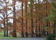 China: Redwood imports on the rise