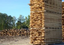 Booming exports of Belarus softwood lumber to Europe