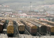Bark beetle logs from Europe fill China’s wood gap