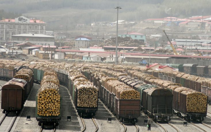 Bark beetle logs from Europe fill China’s wood gap