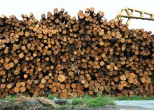 Prices for logs in Estonia keep on growing in October 2018