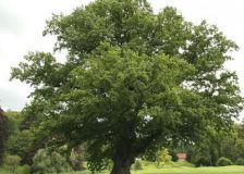 Oak suppliers from Europe meet in London to explore market dynamics