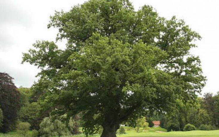 Oak suppliers from Europe meet in London to explore market dynamics