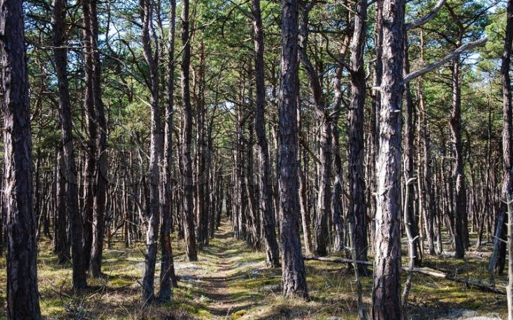 Swedish pine is explored as a great material for the future