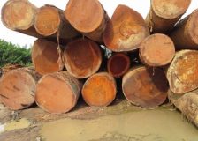 Major structural change is underway in the African timber industry