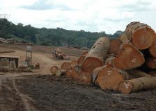STTC Conference to consider links between FLEGT licenses and forest certification