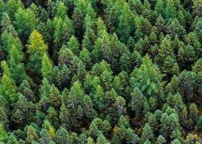 Greenpeace withdraws from FSC; claims the organization didn’t fulfill its goals