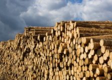 CFR prices for logs in China expected to rise due to dropping freight rates and reduced NZ supply