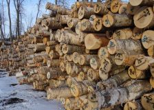 Global sawlog prices keep on decreasing during Q3/2018