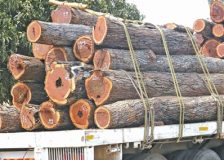 Mozambique broadens logging and timber exports restriction