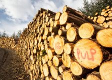 Global wood fiber price indices moved up in the 3Q/20
