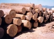 Russia: Sveza plans to set up its own logging company