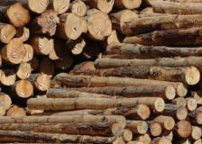 China cuts down on imported logs tax; stops wood waste imports