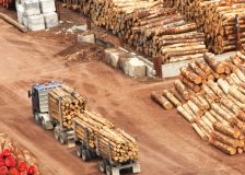 The EUTR is not “effective, proportionate and dissuasive”, according to ClientEarth