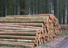 Standing timber prices in the UK go 30% up during one year period
