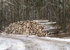 Spring – summer 2018 average prices for standing timber in Belgium