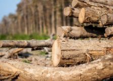 Forestry products exports from Latvia soared in 2018