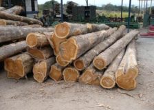 Strong wood demand in Central/West Africa will bring better prices for logs and sawnwood
