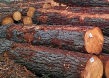 New Zealand radiata pine logs prices go up in May