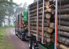 Södra increases timber prices