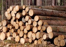 Latest roundwood price developments in Russia