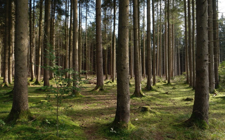 Global forest industry trends during the first quarter of 2018