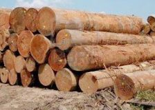 Government of Sarawak stops timber licensing