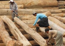 Myanmar allows plantation teak exports