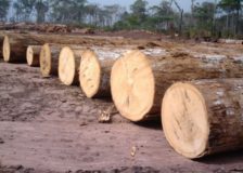 European buyers showing more interest in African timbers