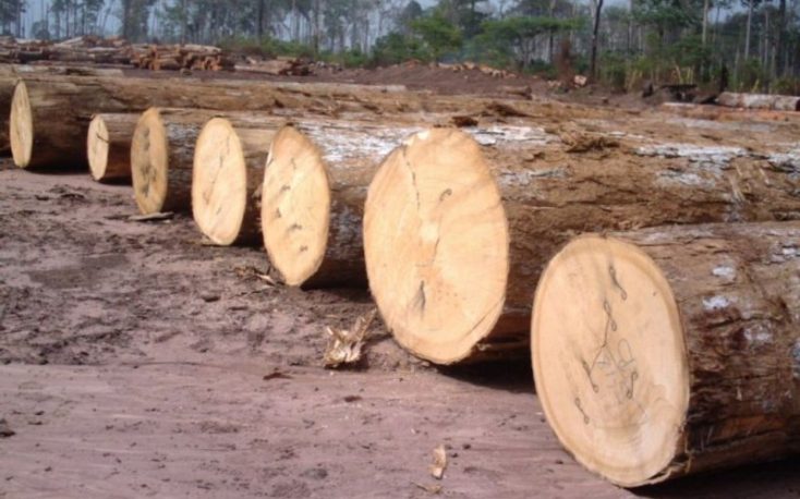 European buyers showing more interest in African timbers