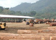 Dutch Wijma wood processing company stops activities in Cameroon