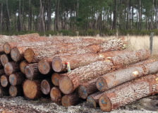 Kazakhstan temporary bans exports of timber