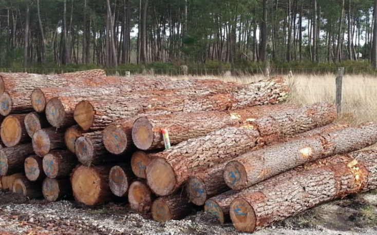 Record logging volume in Finland