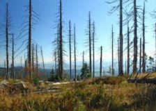 Bark beetle infestation at a new record level in Sweden